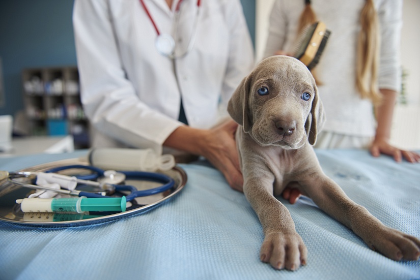 Как приучить собаку к ветеринарным процедурам